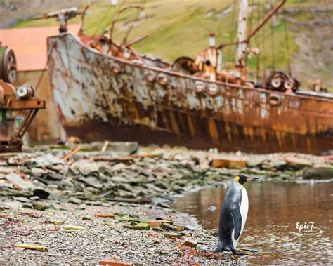 25 Surprising Things to Do in Antarctica