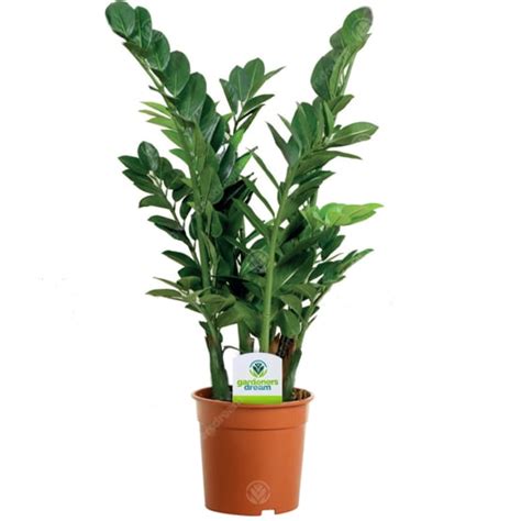 Assortiment De Plantes D Intérieur 3 Plantes Superbe Plantes