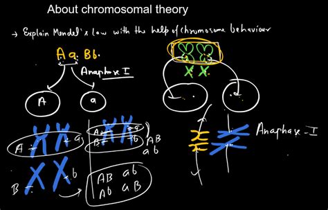 Chromosomal Theory Of Inheritance