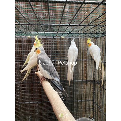 Jual Burung Cockatiel Falk Parkit Australia Khusus Instan Bukan