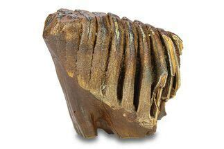 Mammoth Fossils For Sale - FossilEra.com