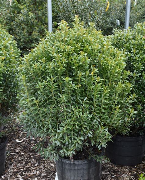 Compact Inkberry Holly Kennedys Country Gardens Garden Center