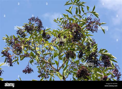 Mature Elder Berries Sambucus On Shrub Bavaria Germany Stock Photo