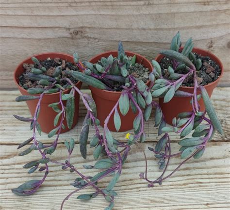 Senecio Herreianus Purple Flush Succulentes Et Jolies Plantes