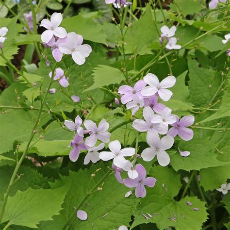 Wilde Judaspenning Lunaria Rediviva