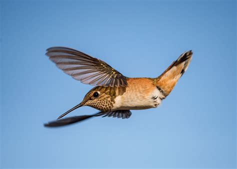 Hummingbird Flight Is Like Nothing Else in the Bird World | Audubon