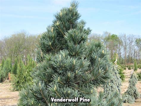 Vanderwolf Pine Plants Backyard Garden