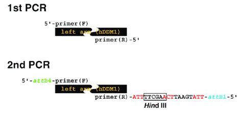 Primer Design To Amplify The Dna Fragment With Additional Appended