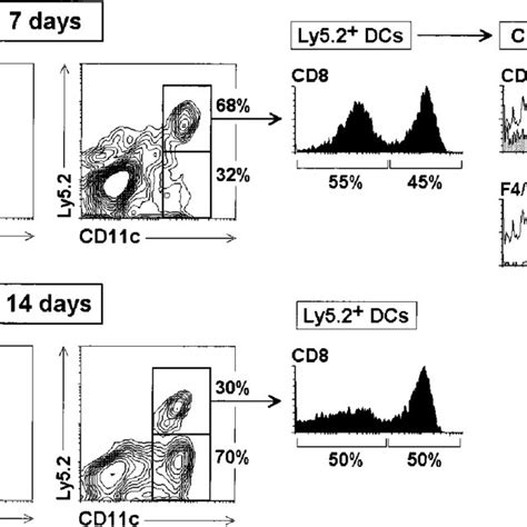 Reconstitution Of Splenic CD8 And CD8 DCs From CD4 Low Lymphoid