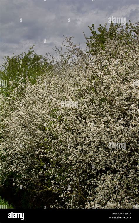 Blackthorn Tree Hi Res Stock Photography And Images Alamy