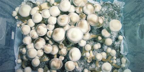 Grow Magic Mushrooms In Bulk Using Monotub Tek Zamnesia