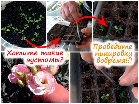 Рассада эустомы: что сделать для интенсивного развития – советы цветовода