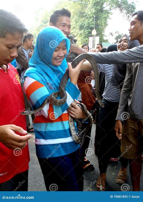 Snakes editorial photography. Image of central, citizens - 70881892