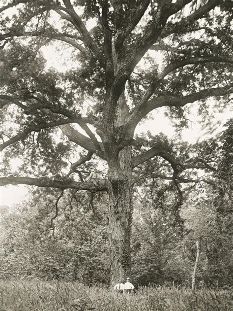 Hunt Is On For Massive San Antonio Pecan Tree Photographed In Early