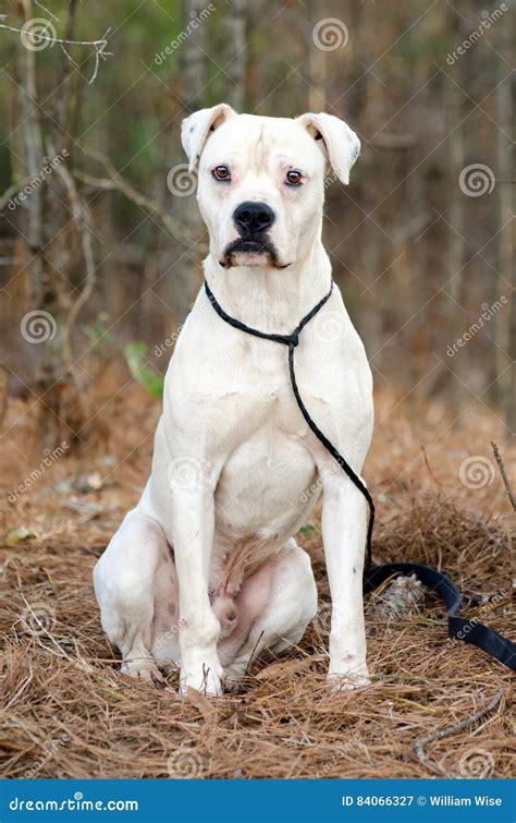 White Boxer American Bulldog Dog Stock Image - Image of mastiff, walton ...