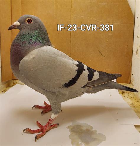 Racing Pigeon Auction