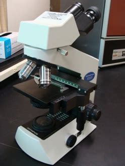 Microbiology Lab Practical Review Flashcards Quizlet