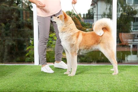 Young Woman and Adorable Akita Inu Dog. Champion Training Stock Image ...