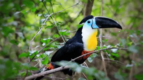 300+ Catchy Toucan Names With Name Generator 2024