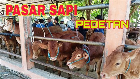 Harga Sapi Pedetan Terbaru Hari Ini Pasar Hewan Terpadu Wlingi Blitar