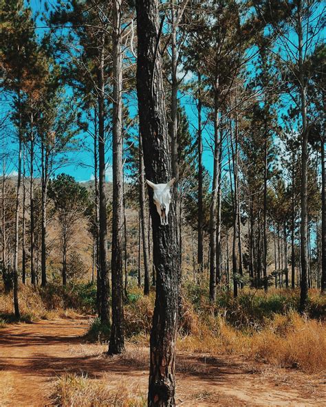 Banco De Imagens Panorama árvore Natureza Floresta Região