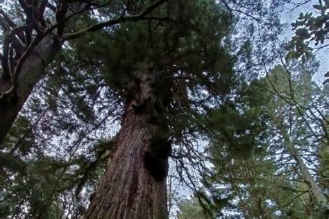 Methuselah Tree (Redwood) - Atlas Obscura