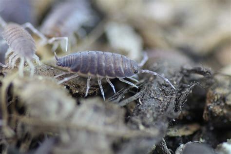 Porcellionides pruinosus - Cuban Isopods - Insektenliebe