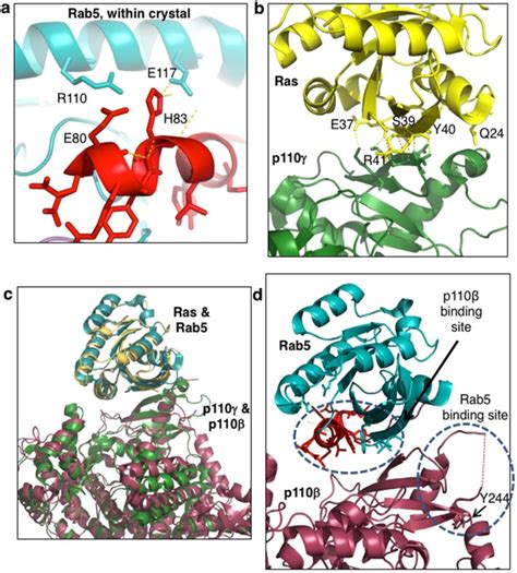 Identification Of The Binding Sites On Rab And P Beta