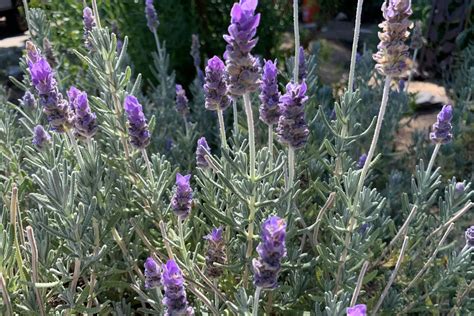 Come Raccogliere I Semi Di Lavanda Quandosipianta It