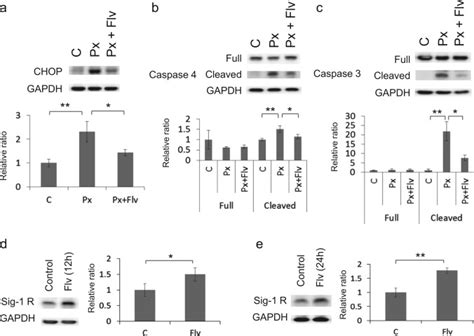 Flv Alleviates Px Induced Er Stress Mediated Apoptosis Ac Sk N Sh