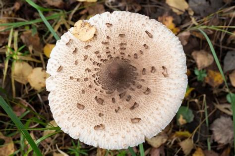 Amanita Muscaria In The Leaves Of The Autumn Forest Beautiful Red Fairy