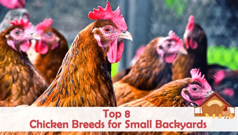 Top Chicken Breeds For Small Backyards Laying Chickens Raising