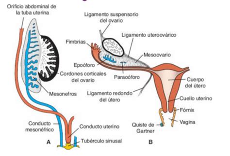 Embrio Genital Flashcards Quizlet