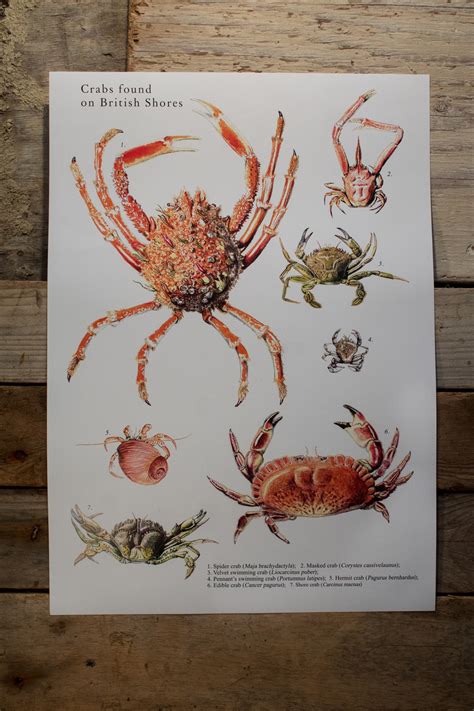 Print A5 Beach Crab And Octopus Art Collectibles Drawing