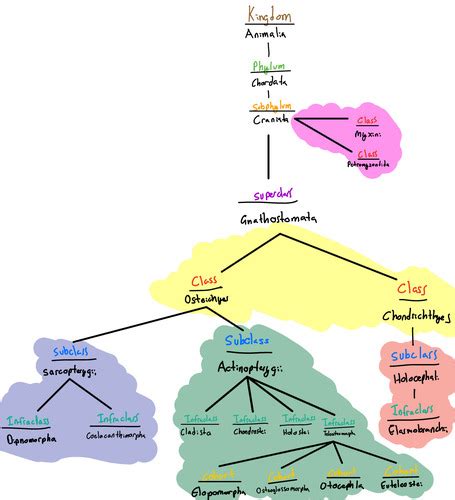 Fw Taxonomic Tree Part Flashcards Quizlet