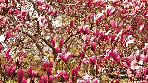 Tulip Tree Blooms April Indiana Photograph by Rory Cubel - Pixels