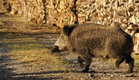 Chasse Le Calendrier Des Battues Aux Sangliers Organisées à Abbeville