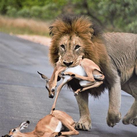 Male Lion Pouncing On Prey