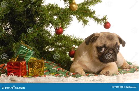 Pug Puppy Under Christmas Tree Stock Photo Image 7015980