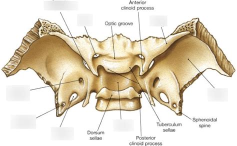 Posterior View Sphenoid Bone Diagram Quizlet