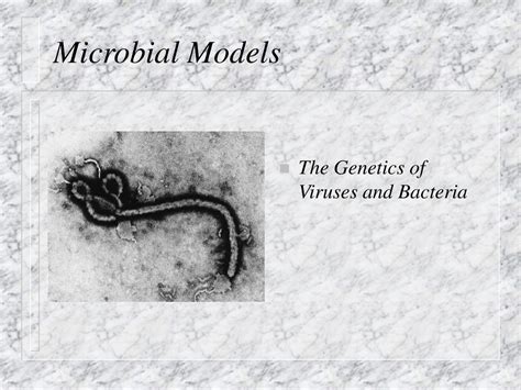 Microbial Models The Genetics Of Viruses And Bacteria Ppt Download