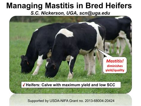 Managing Mastitis In Bred Heifers Ppt