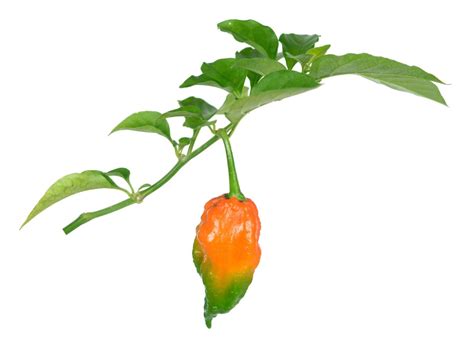 Ghost Pepper Plant Scoville, Colors And [Updated] Grow Guide