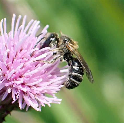 Lasioglossum Zonulum Male Whiteford Burrows The Gower 2 Flickr