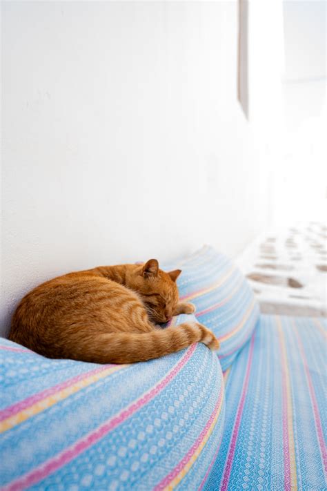 Cat Sleeping on Couch · Free Stock Photo