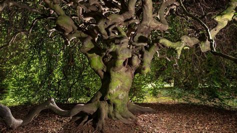 Le Palmarès 2017 Des Plus Beaux Arbres De France