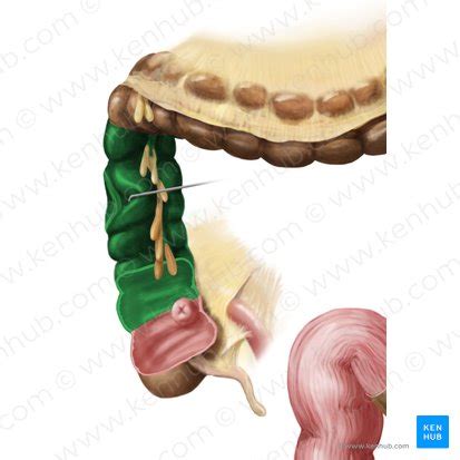 The anatomy of the ascending colon | Kenhub