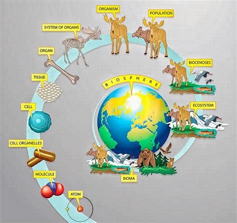 CLASS 11TH BIOLOGY CHAPTER- 1 THE LIVING WORLD NCERT QUICK REVISION ...