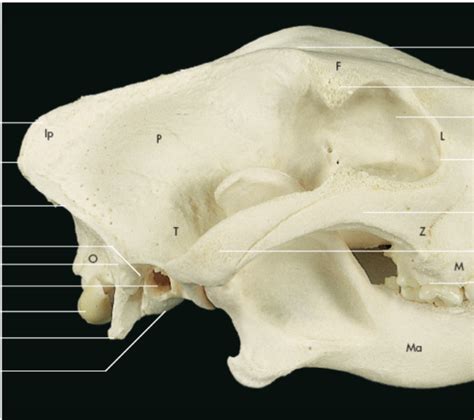 Neurocranio Cane Veduta Laterale Diagram Quizlet