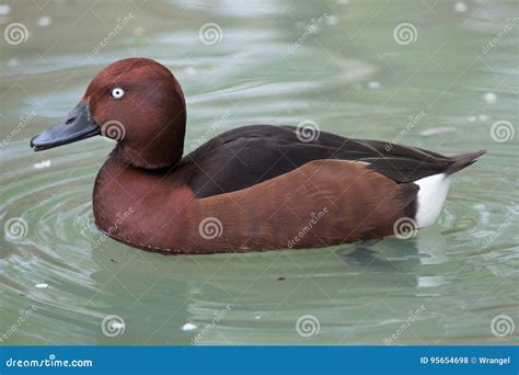 Ferruginous Duck Aythya Nyroca Stock Photo Image Of Animal Anatidae